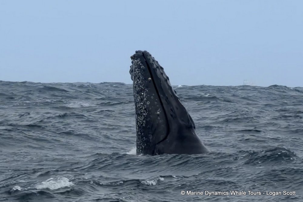 humpback whale, whale watching, gansbaai, south africa