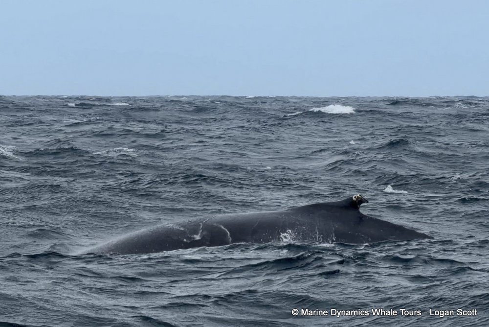 humpback whale, whale watching, gansbaai, south africa
