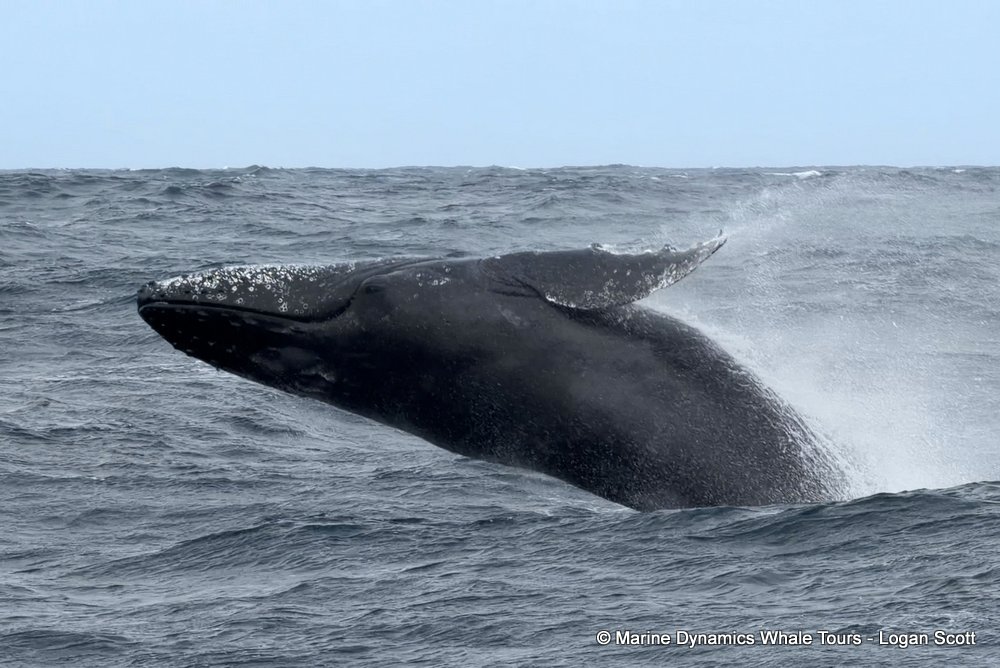 humpback whale, whale watching, gansbaai, south africa