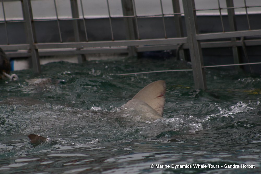 bronze whaler shark, whale watching, gansbaai, south africa,