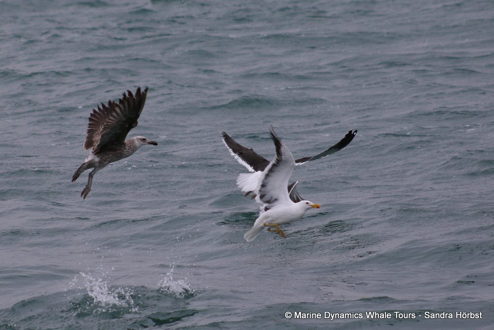 gull, whale watching, gansbaai, south africa,