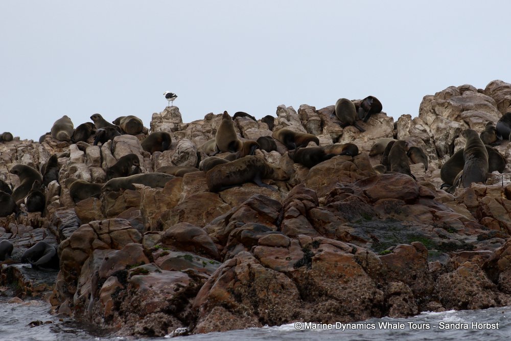 cape fur seal, whale watching, gansbaai, south africa