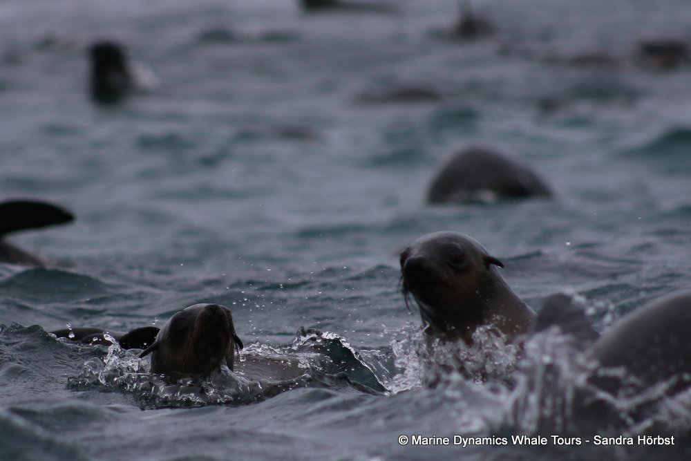 cape fur seal, whale watching, gansbaai, south africa