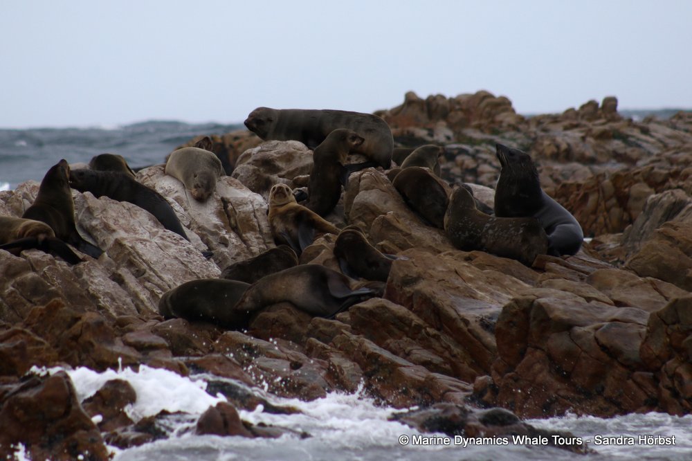 cape fur seal, whale watching, gansbaai, south africa