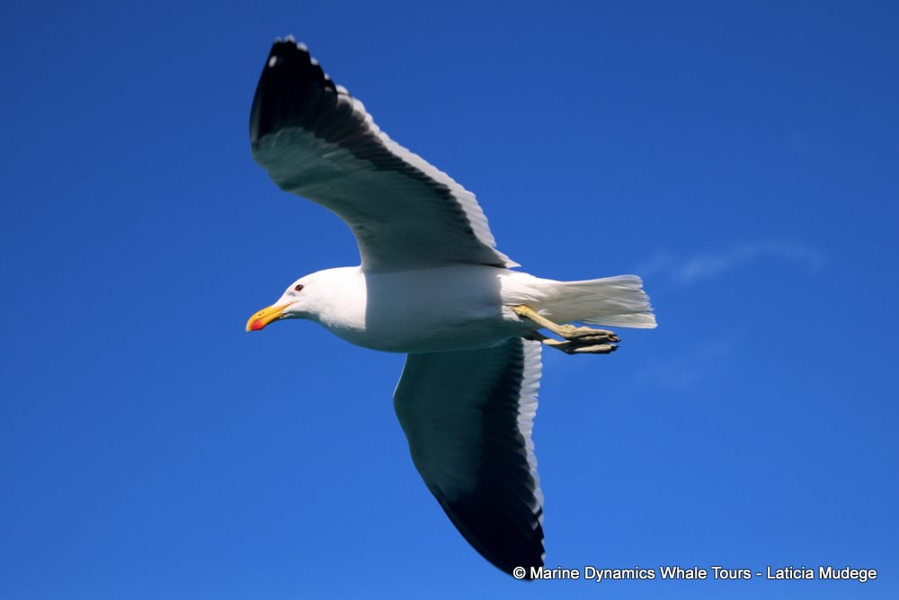 gull, whale watching, gansbaai, south africa,