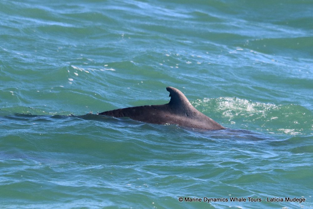 humpback dolphin, whale watching, gansbaai, south africa