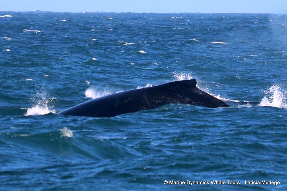 humpback whale, whale watching, gansbaai, south africa