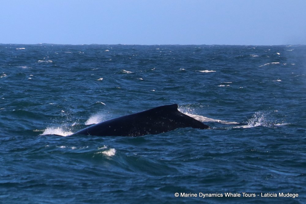 Marine Big 5 Daily Blog 29 July