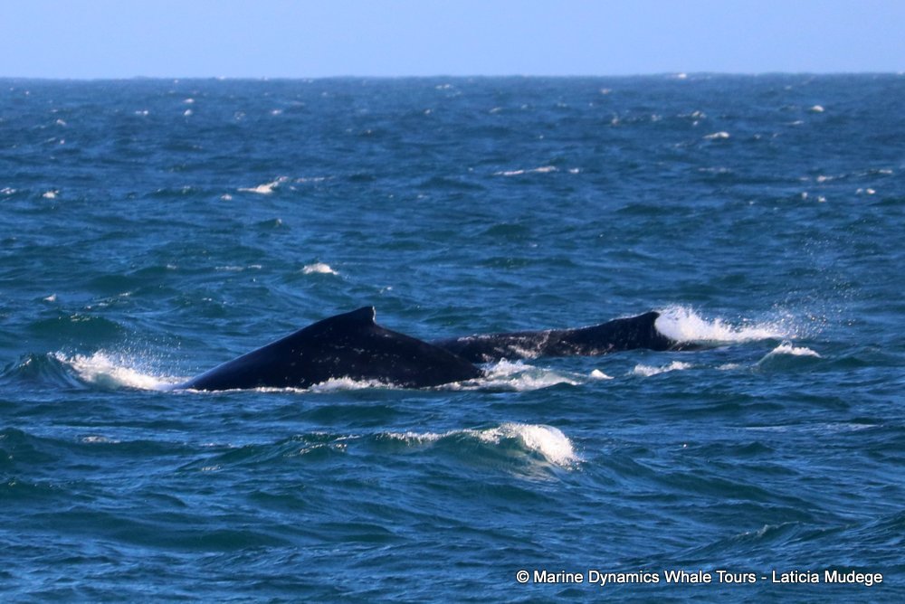 humpback whale, whale watching, gansbaai, south africa