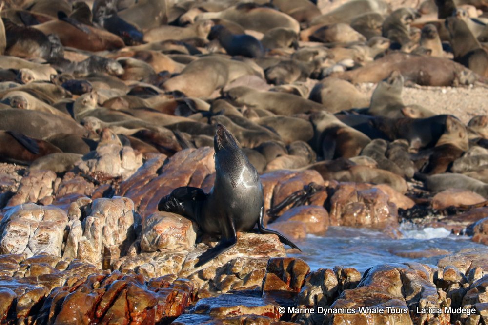 cape fur seal, whale watching, gansbaai, south africa