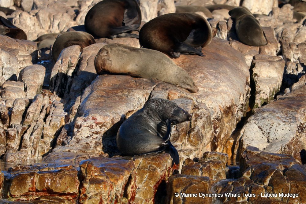 cape fur seal, whale watching, gansbaai, south africa