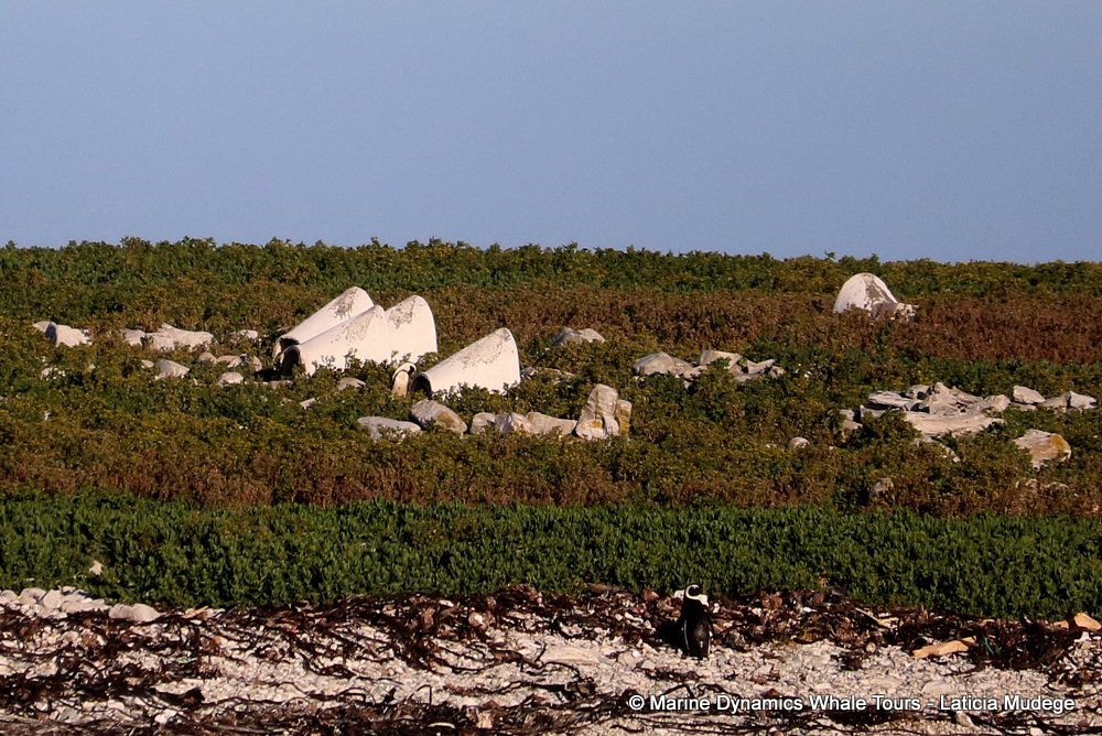 african penguin, whale watching, gansbaai, south africa