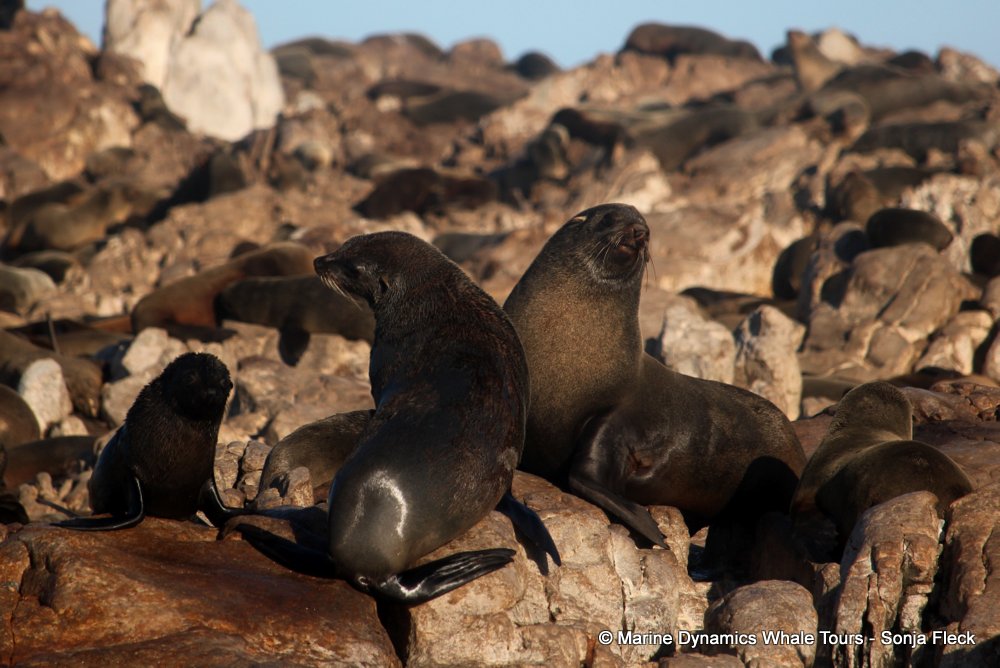 cape fur seal, whale watching, gansbaai, south africa