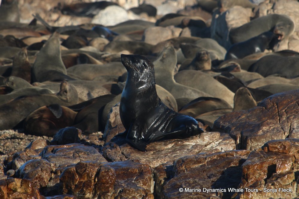 cape fur seal, whale watching, gansbaai, south africa