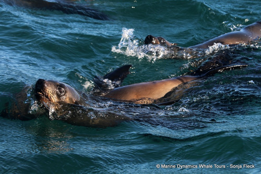 cape fur seal, whale watching, gansbaai, south africa
