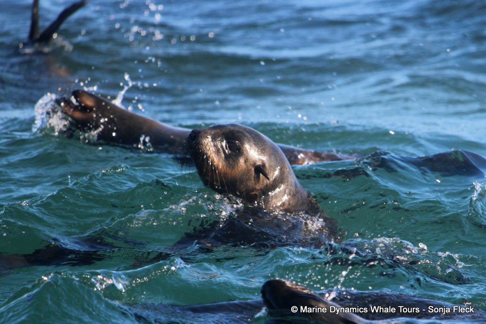cape fur seal, whale watching, gansbaai, south africa