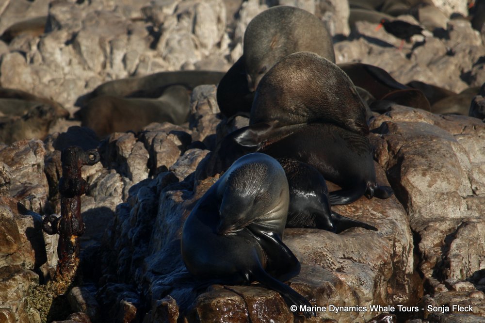 cape fur seal, whale watching, gansbaai, south africa
