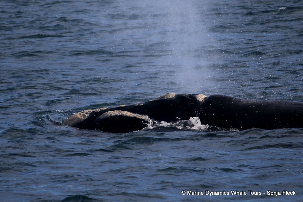 Southern right whale, whale watching, gansbaai, south africa,