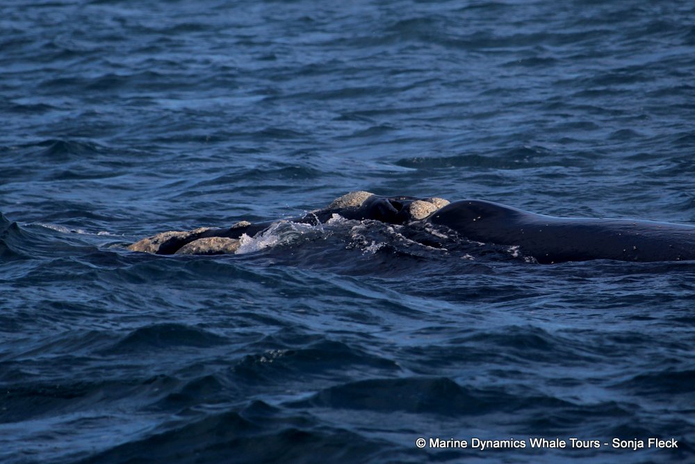 Southern right whale, whale watching, gansbaai, south africa,