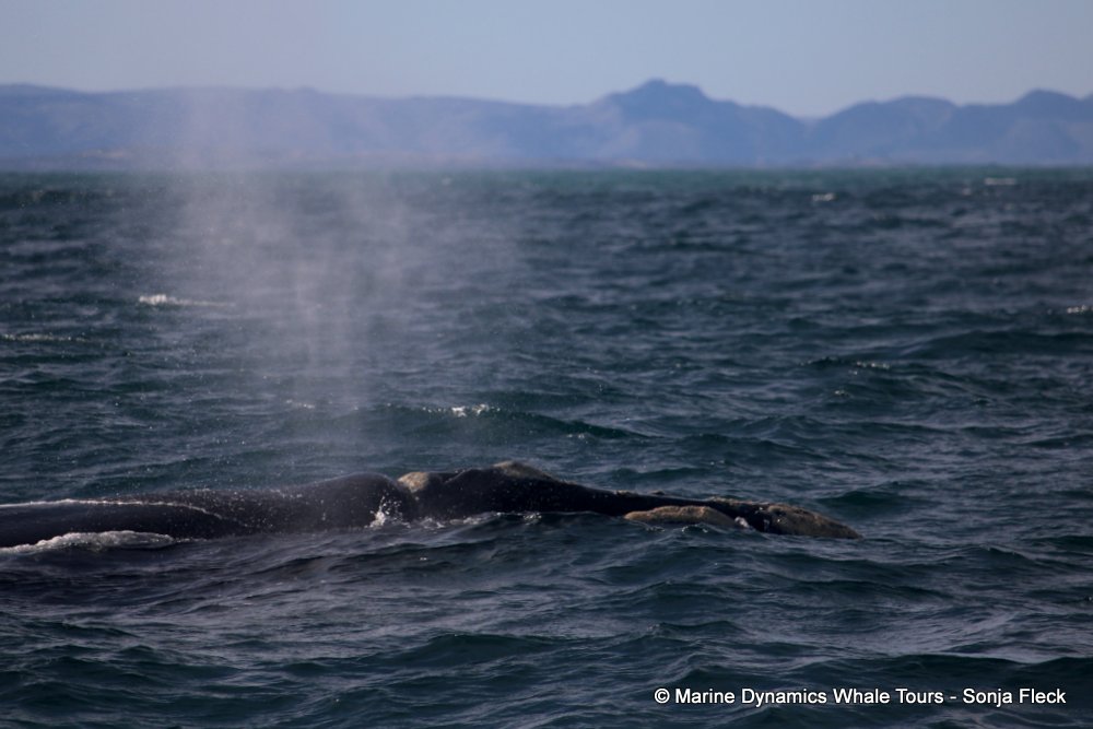 Southern right whale, whale watching, gansbaai, south africa,