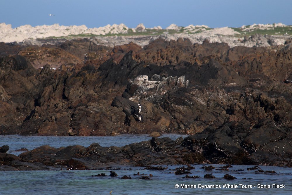 african penguin, whale watching, gansbaai, south africa