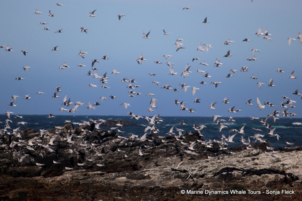 terns, whale watching, gansbaai, south africa