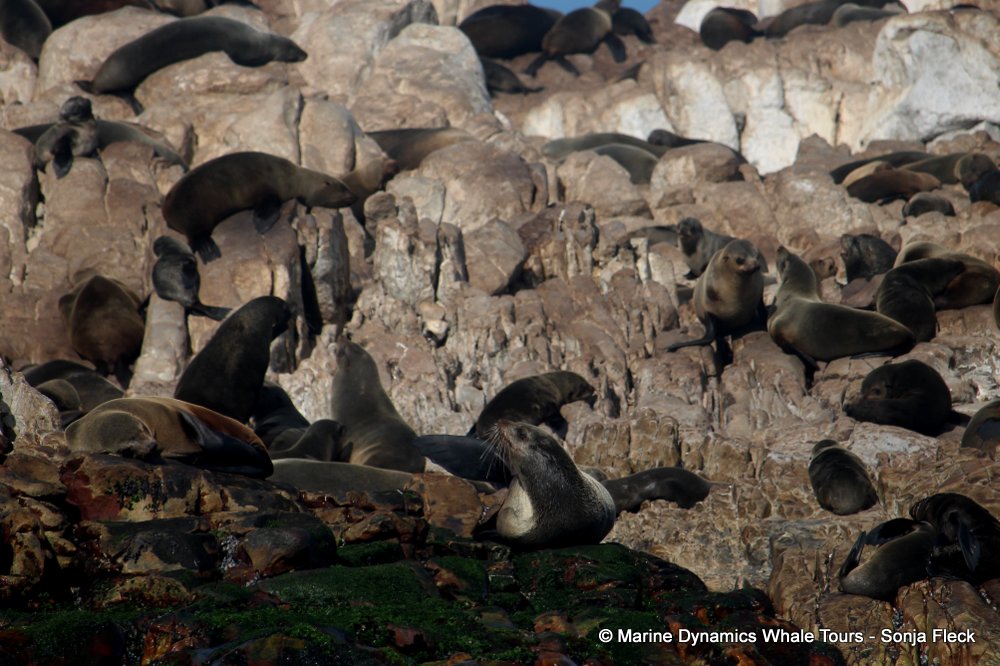 cape fur seal, whale watching, gansbaai, south africa