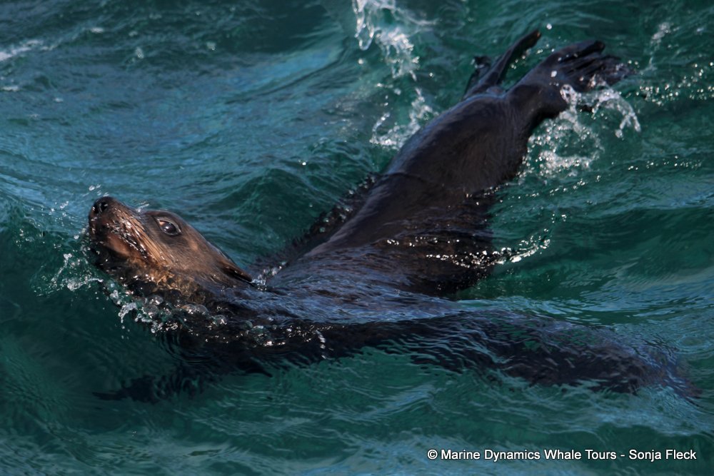 cape fur seal, whale watching, gansbaai, south africa