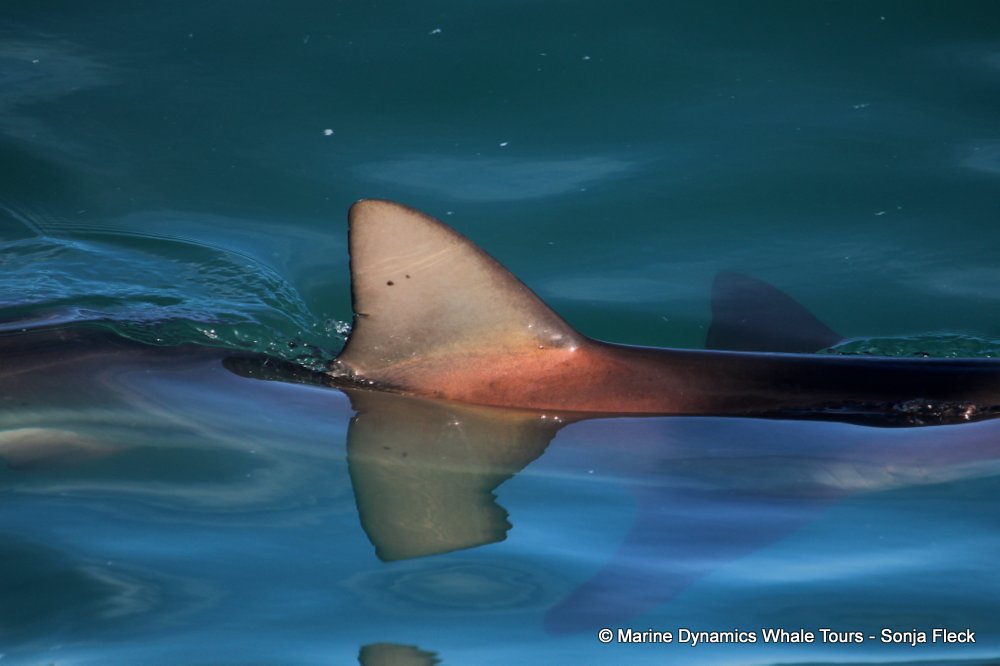 bronze whaler shark, whale watching, gansbaai, south africa,