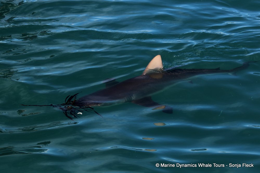 bronze whaler shark, whale watching, gansbaai, south africa,