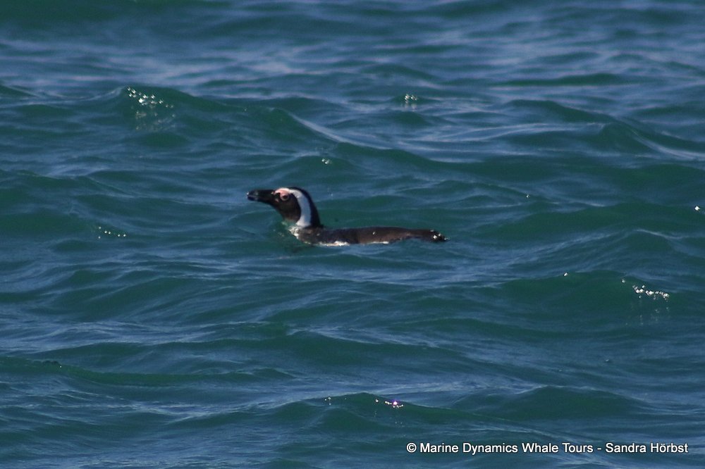 african penguin, whale watching, gansbaai, south africa