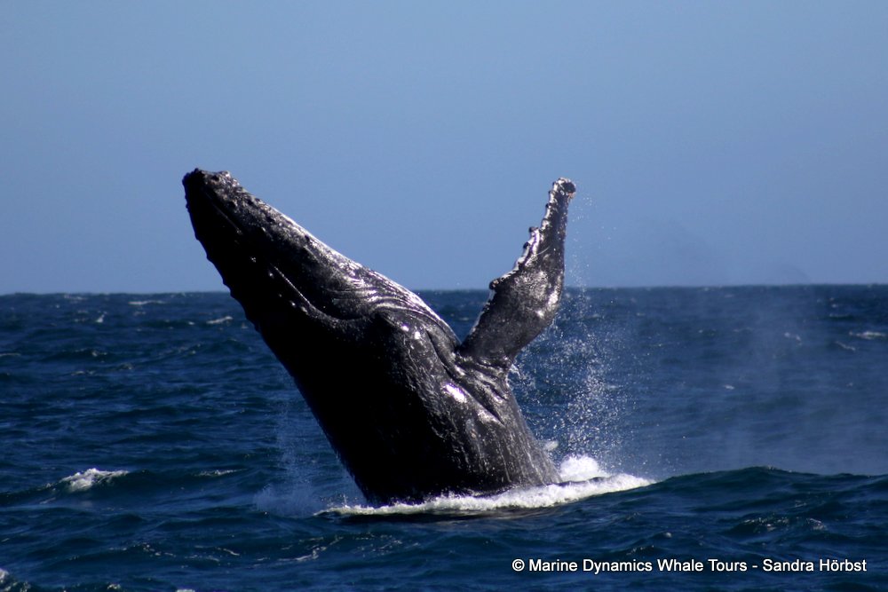 humpback whale, whale watching, gansbaai, south africa
