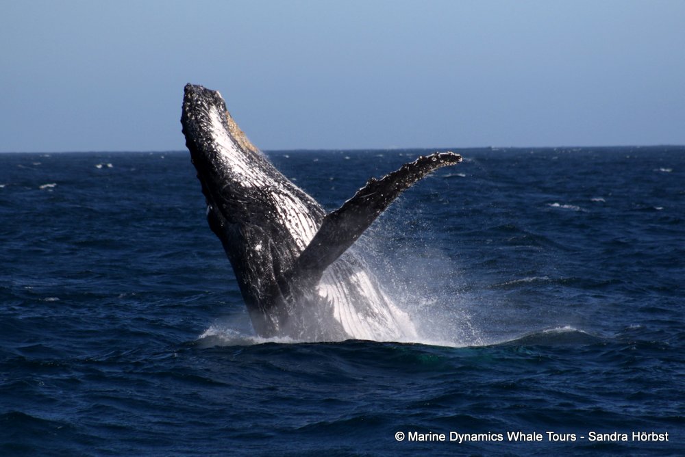 humpback whale, whale watching, gansbaai, south africa
