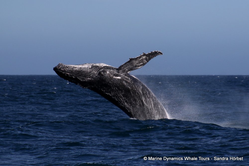 humpback whale, whale watching, gansbaai, south africa