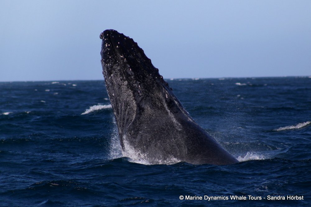 humpback whale, whale watching, gansbaai, south africa