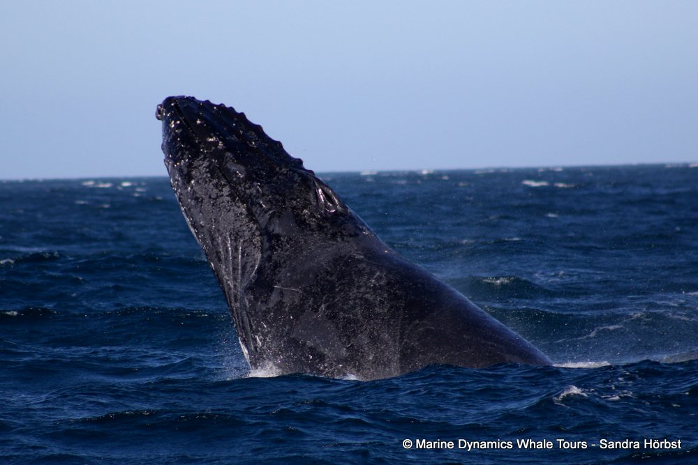 Marine Big 5 Daily Blog 30 July