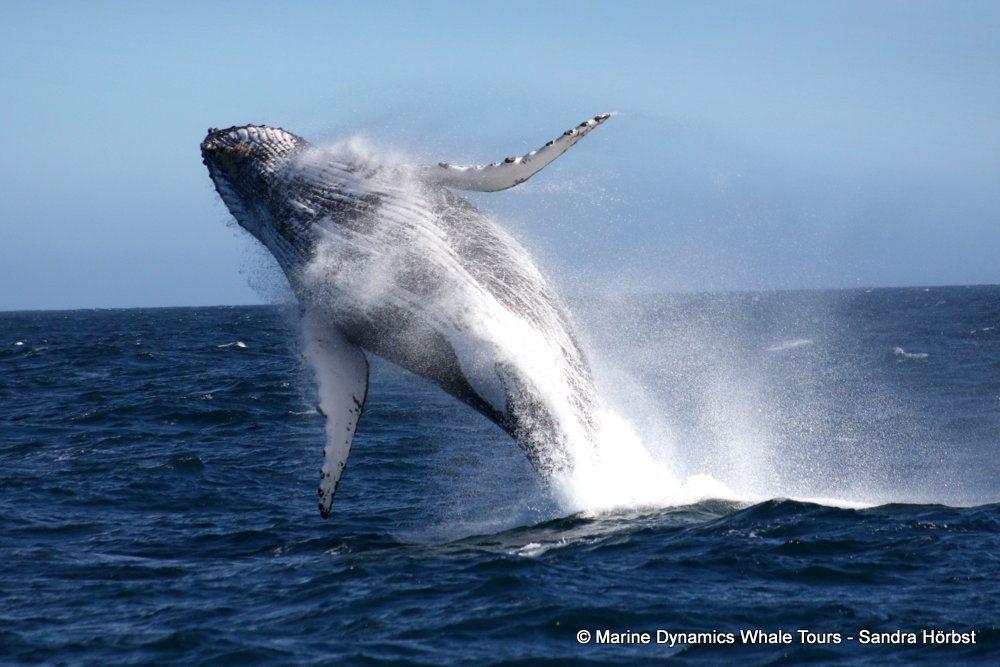 humpback whale, whale watching, gansbaai, south africa