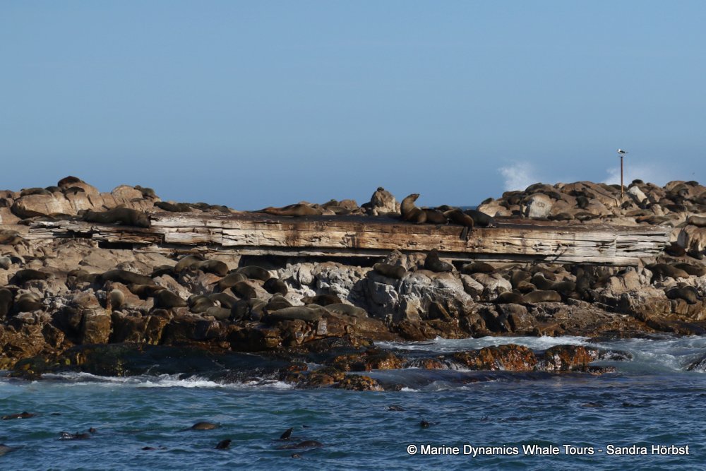 cape fur seal, whale watching, gansbaai, south africa