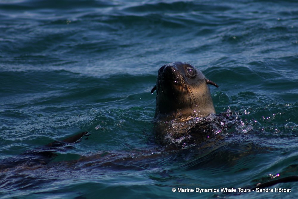 cape fur seal, whale watching, gansbaai, south africa