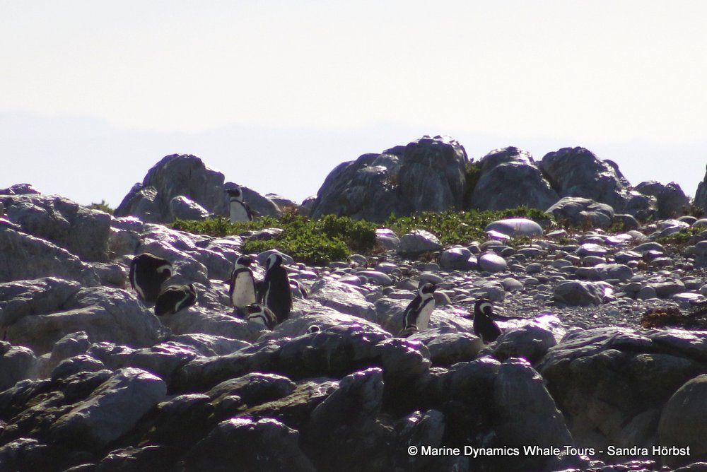 african penguin, whale watching, gansbaai, south africa