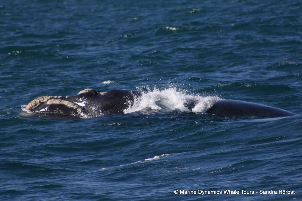 Southern right whale, whale watching, gansbaai, south africa,