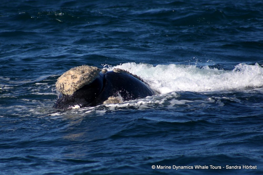 Southern right whale, whale watching, gansbaai, south africa,