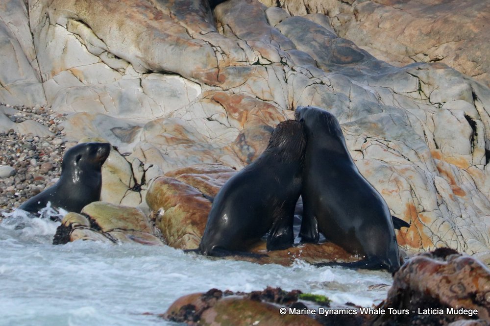 cape fur seal, whale watching, gansbaai, south africa