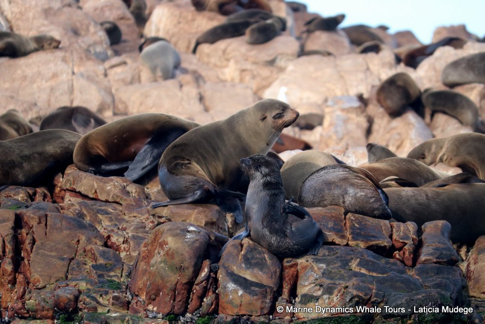 cape fur seal, whale watching, gansbaai, south africa