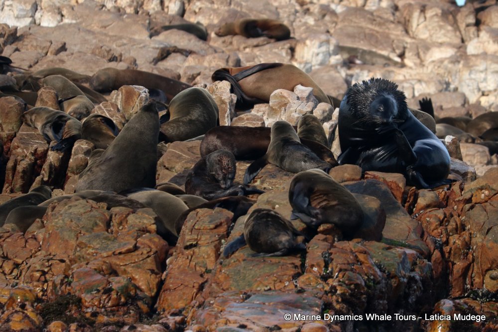 cape fur seal, whale watching, gansbaai, south africa