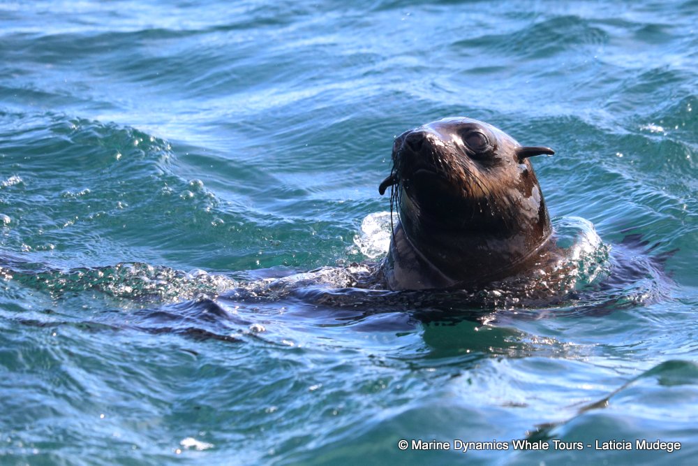 cape fur seal, whale watching, gansbaai, south africa