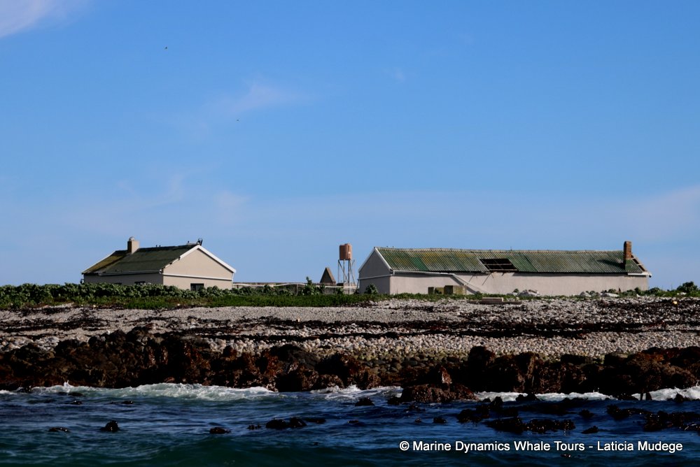 Dyer Island, whale watching, gansbaai, south africa,