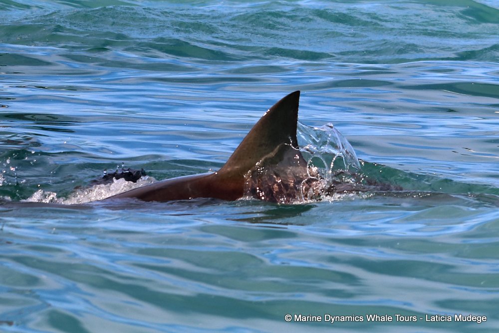 bronze whaler shark, whale watching, gansbaai, south africa,