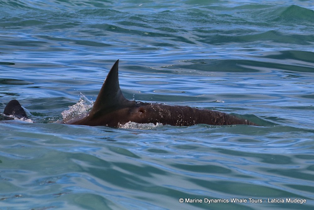 bronze whaler shark, whale watching, gansbaai, south africa,