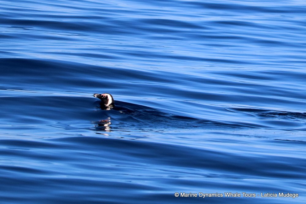 african penguin, whale watching, gansbaai, south africa